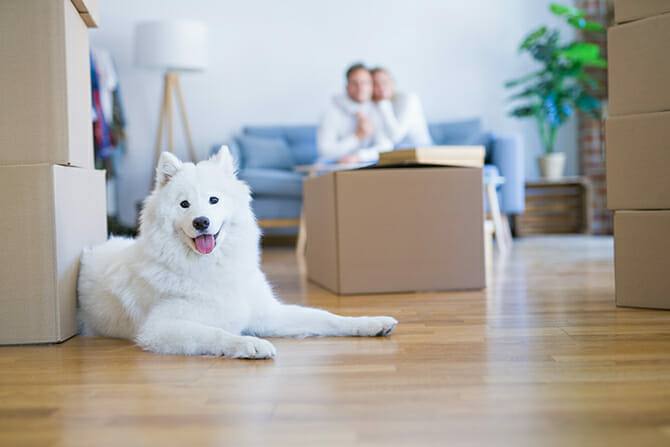 Heilpraktiker für tiergestützte Psychotherapie 12 Heilpraktiker für tiergestützte Psychotherapie Ausbildung - Paar auf Couch mit Umzugskisten und weißem Hund