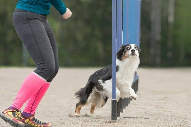Sportwissenschaften Hund 11 sportwissenschaften hund ausbildung boder collie im slalom bei agility wettkampf