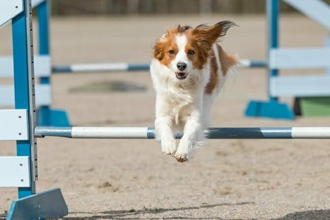 Sportwissenschaften Hund 2 Sportwissenschaften Hund Ausbildung - Dog Agility in Action mit Kooikerhondje über Hindernis