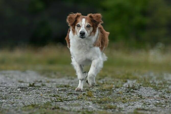 Inhalt & Ablauf Sportwissenschaften Hund 6 Sportwissenschaften Hund Ausbildung - Hund galoppiert frontal auf uns zu