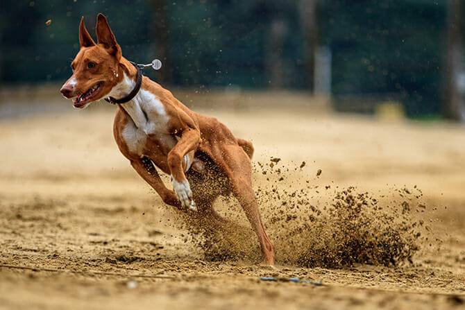 Inhalt & Ablauf Sportwissenschaften Hund 1 Sportwissenschaften Hund Ausbildung - Hund im Rennen in der Kurve mit aufspritzender Erde