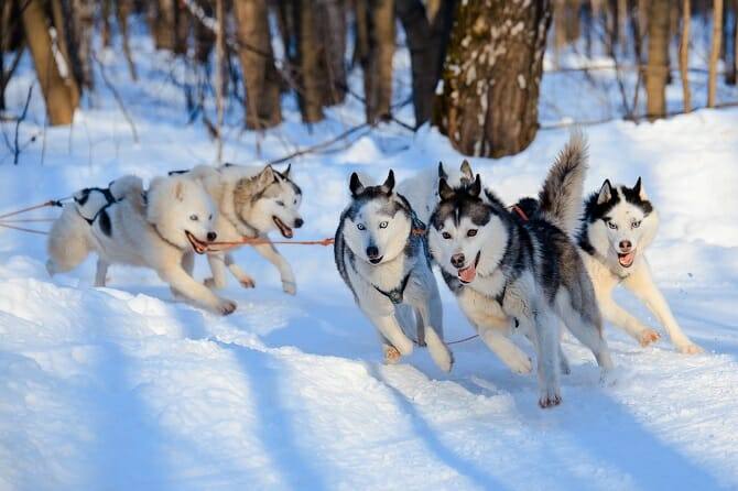 Sportwissenschaften Hund 8 sportwissenschaften hund ausbildung huskys beim schlittenziehen an sonnigem wintertag