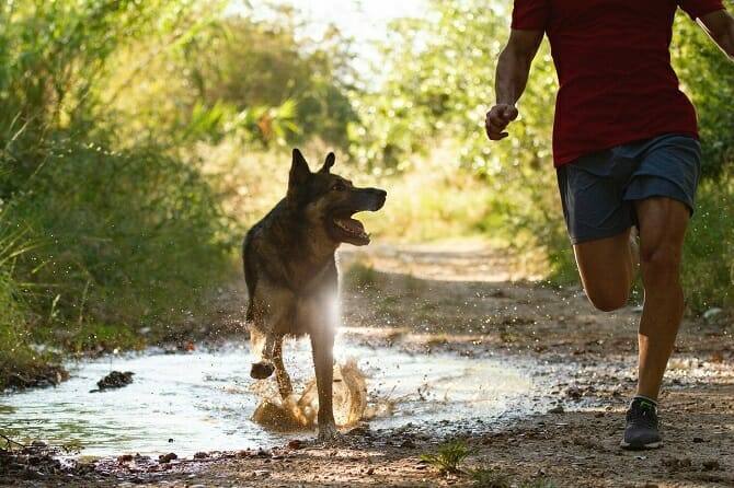 Sportwissenschaften Hund 9 sportwissenschaften hund ausbildung laeufer rennt durch den wal mit hund