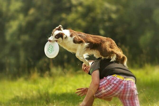 Sportwissenschaften Hund 5 sportwissenschaften hund ausbildung sportlicher mann stuetzt hund beim sprung zum frisbee