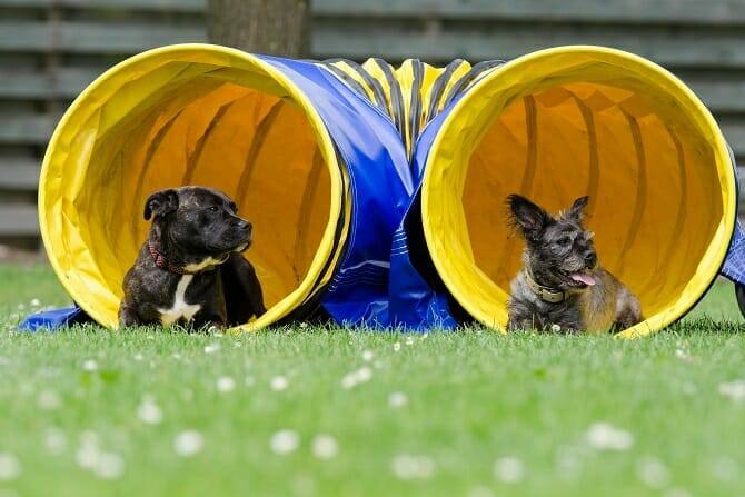 Sportwissenschaften Hund 10 sportwissenschaften hund ausbildung zwei hunde im agility tunnel liegend