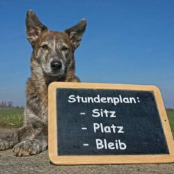 Hundetrainer Ausbildung - Hund mit einer Tafel mit Stundenplan Hundetrainer Ausbildung - Hund mit einer Tafel mit Stundenplan