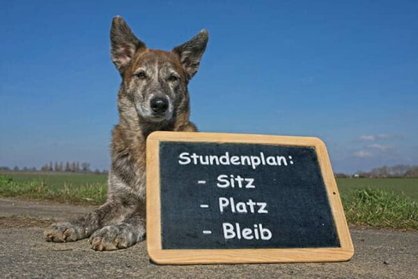 Hundetrainer Ausbildung - Hund mit einer Tafel mit Stundenplan