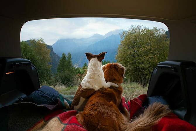 308354015 neu Tiererlebnis- & Eventtouristik Ausbildung - Nova Scotia Duck Tolling Retriever und Jack Russel genießen die Aussicht aus dem Auto beim Camping