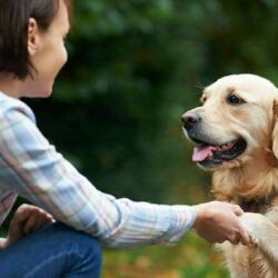 Hundetrainer Ausbildung Ablauf - Golden Retriever gibt Frauchen Pfote Hundetrainer Ausbildung Ablauf - Golden Retriever gibt Frauchen Pfote