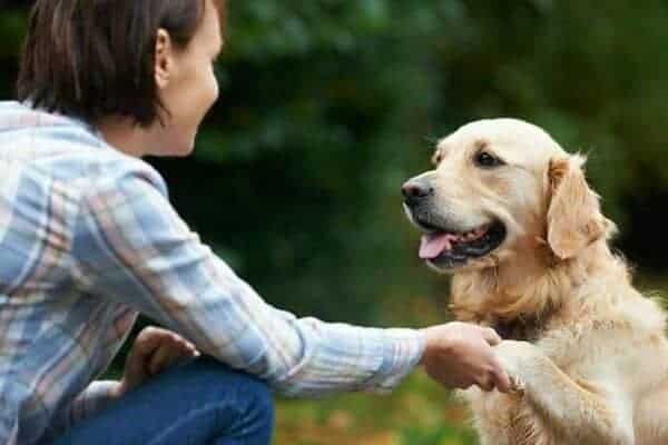 Hundetrainer Ausbildung Ablauf - Golden Retriever gibt Frauchen Pfote