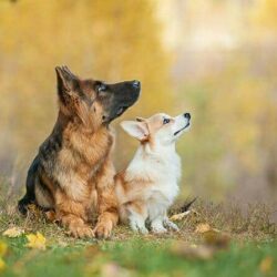 Hundetrainer Ausbildung Inhalt - Welsh Corgi Pembroke und Schäferhund im Herbst Hundetrainer Ausbildung Inhalt - Welsh Corgi Pembroke und Schäferhund im Herbst