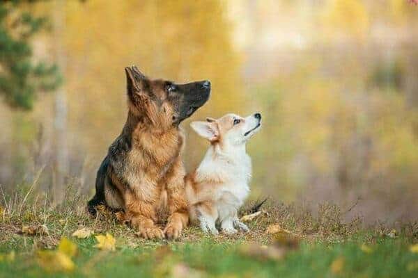 Hundetrainer Ausbildung Inhalt - Welsh Corgi Pembroke und Schäferhund im Herbst