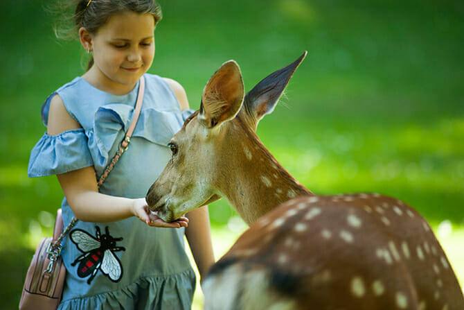 Erlebnispädagogik Ausbildung - Mädchen füttert Reh in der Natur