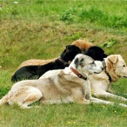 Hundeverhaltensberater Ausbildung - fünf Hunde liegen wachsam auf grüner Wiese Hundeverhaltensberater Ausbildung - fünf Hunde liegen wachsam auf grüner Wiese