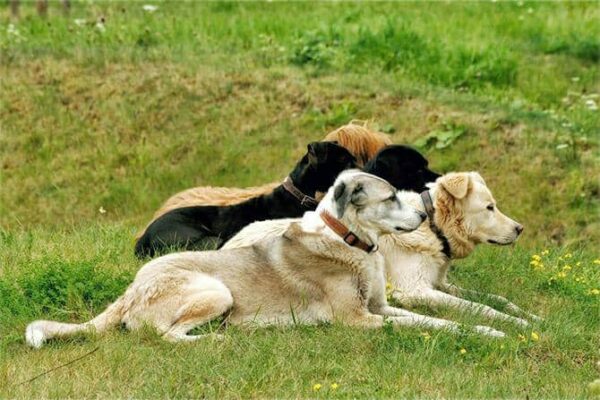Hundeverhaltensberater Ausbildung - fünf Hunde liegen wachsam auf grüner Wiese