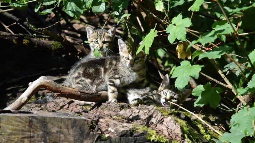 die genetische analyse bestaetigte es sind hauskatzen