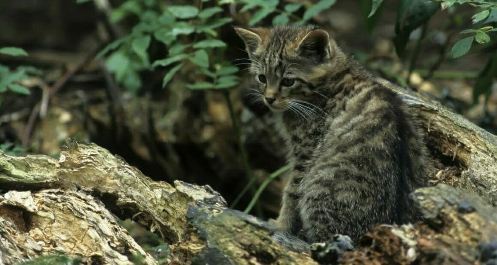 europaeische wildkatze oder hauskatze reise und naturfoto