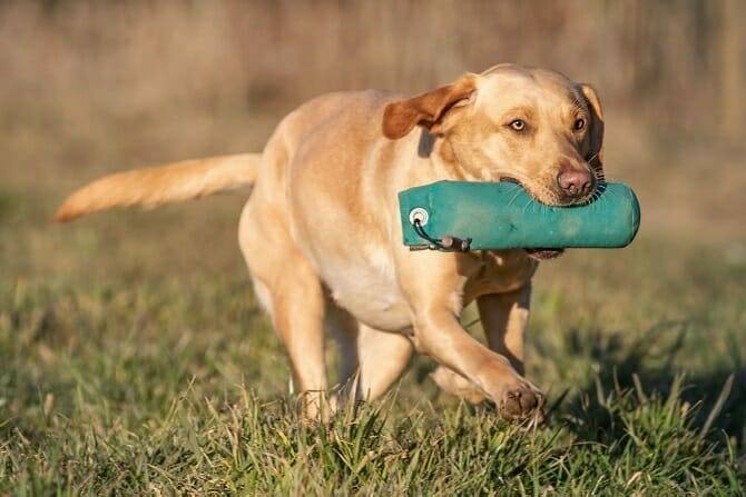 Hundetrainer Ausbildung Berufsbild - Hund apportiert