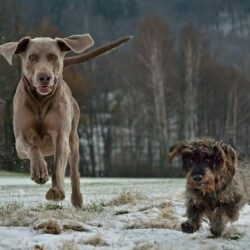 Titel_weimaraner-2089405_1920_HP Hundeverhaltensberater Ausbildung -