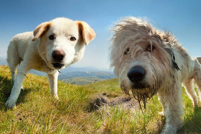 hundeverhaltensberater ausbildung zwei hunde im sommer in den bergen