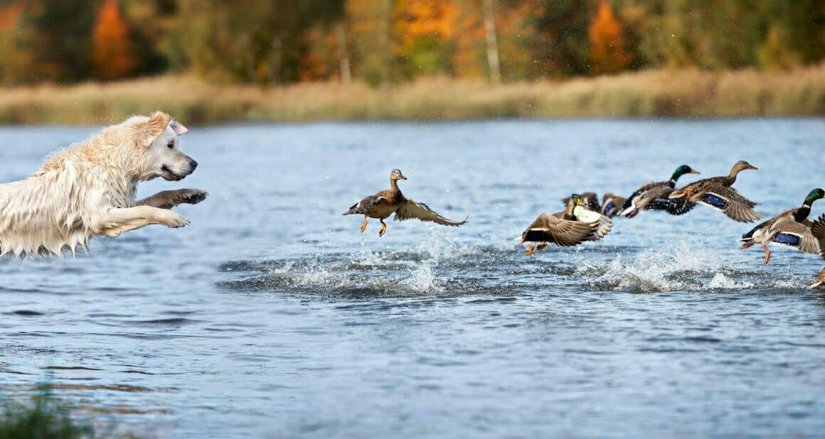 Jagdverhalten von Hunden kontrollieren