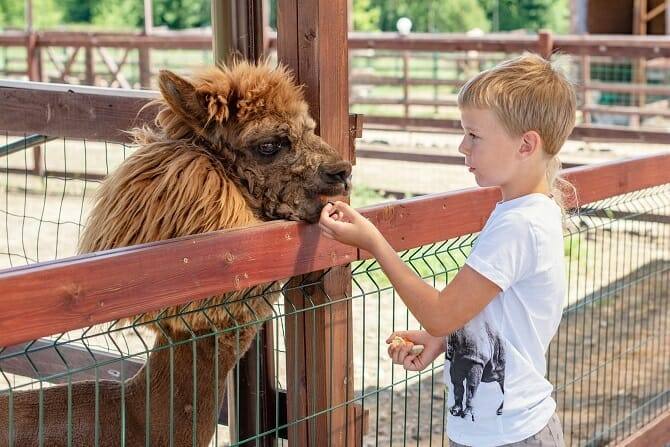 Tiergestützte Arbeit Ausbildung - blonder Junge füttert Alpaka auf einer Alpakafarm