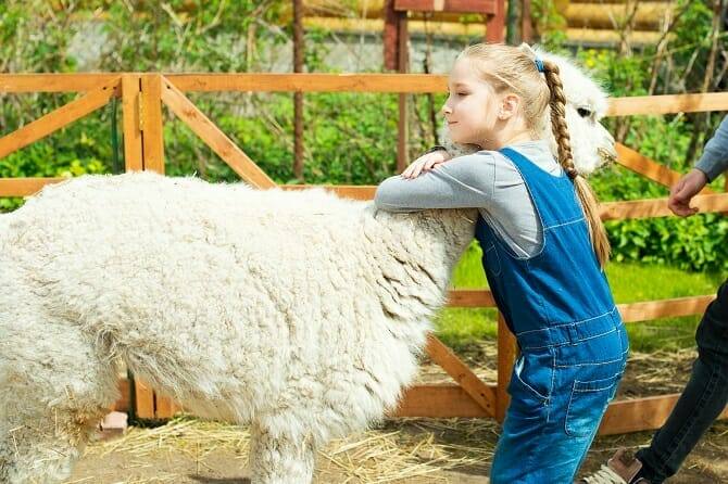 Tiergestützte Arbeit Ausbildung - blondes Mädchen mit geflochtenem Zopf umarmt Lama