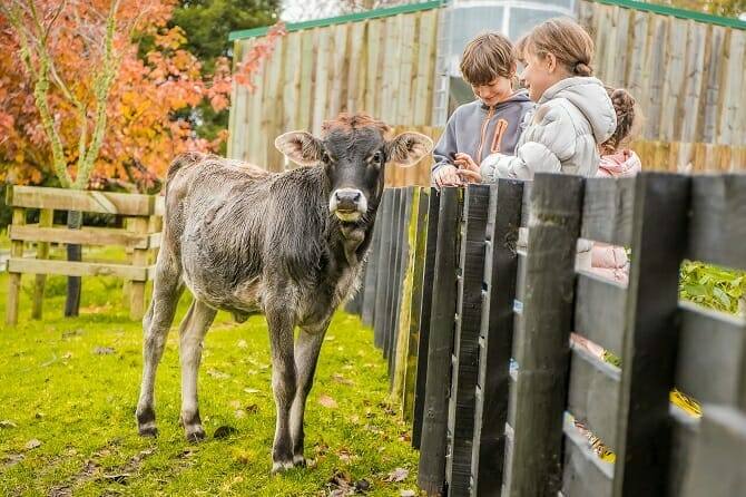 Tiergestützte Arbeit Ausbildung - drei Kinder schauen nach einer jungen Kuh auf einer Farm