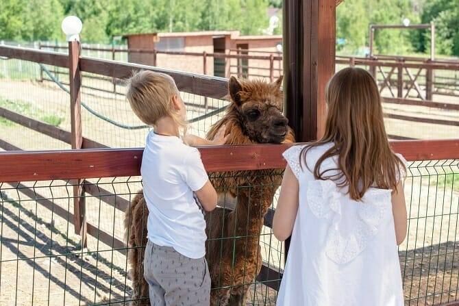 Tiergestützte Arbeit Ausbildung - Junge und Mädchen streicheln ein Alpaka auf der Alpakafarm