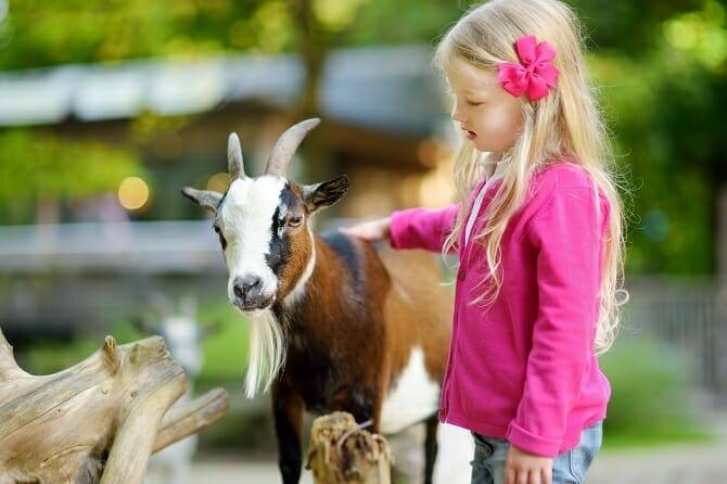 Tiergestützte Arbeit Ausbildung - junges blondes Mädchen streichelt eine Ziege