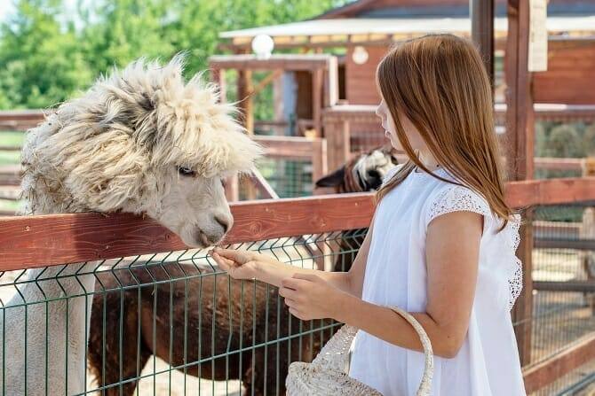 Tiergestützte Arbeit Ausbildung - junges Mädchen füttert ein Alpaka über den Zaun einer Alpakafarm