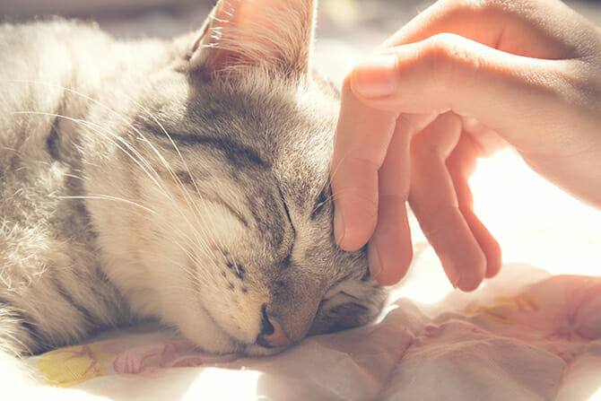 Tiergestützte Arbeit Ausbildung - Katze mit geschlossenen Augen wird im Liegen gestreichelt