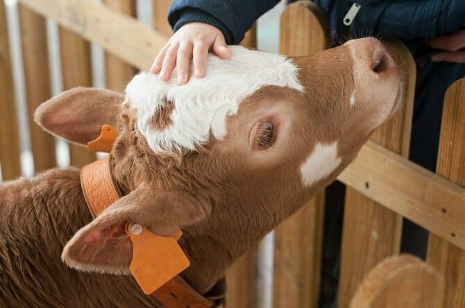 Tiergestützte Arbeit Ausbildung - Kinderhand streichelt Kälbchen auf einer Farm