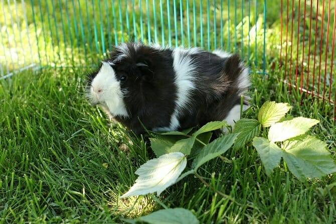 Tiergestützte Arbeit Ausbildung - Meerschweinchen bekommt Auslauf auf einer grünen Wiese