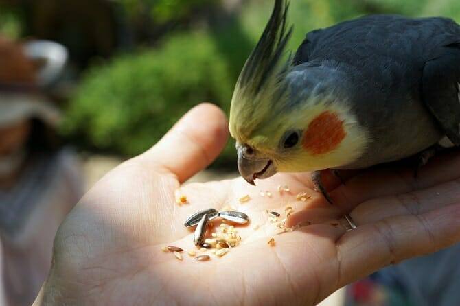 Tiergestützte Arbeit Ausbildung - Papagei frisst Sonnenblumenkerne von der Hand