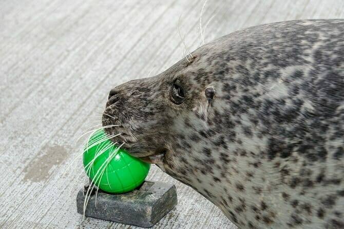 Tiertrainer Ausbildung - Training mit einer Robbe an Land