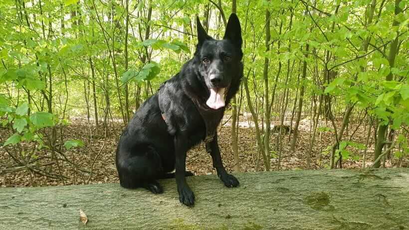 agility ist auch im wald moeglich