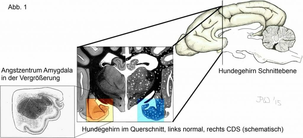 alter hund demenz erkennen und verstehen