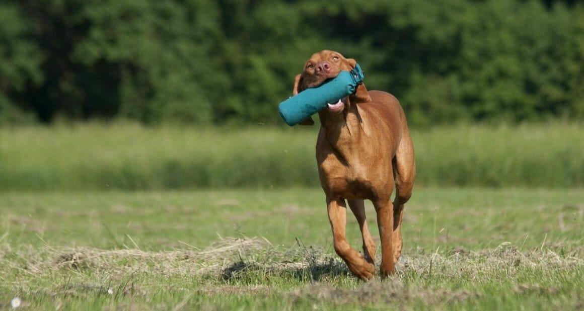 Antijagdtraining - Alltagsbeschäftigung für Jagdhunde