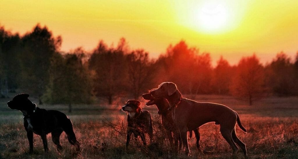 antijagdtraining beim hund anzeigen von wild