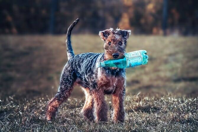 Assistenzhundetrainer Ausbildung - Assistenzhund trägt Flasche