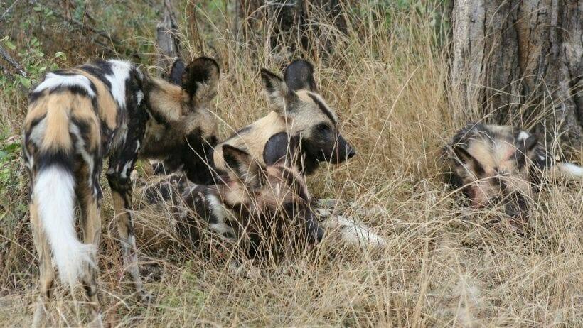 der afrikanische wildhund zeigt die volle jagdverhaltenskette