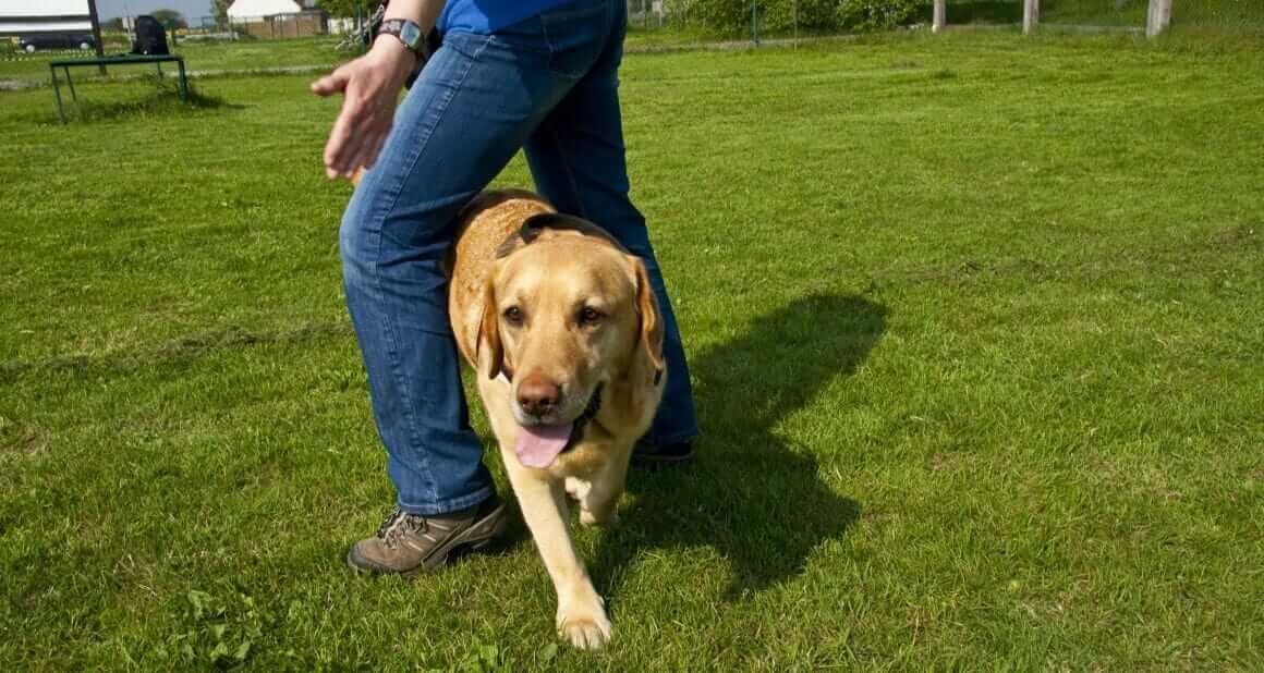 dog dance einfach fuer einsteiger