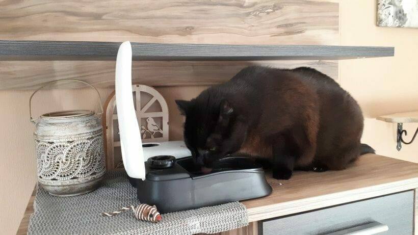 futterautomat bei dem die zeit der oeffnung eingestellt werden kann