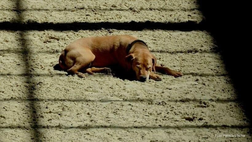 hunde koennen im winter ebenso wie menschen unter winterblues leiden