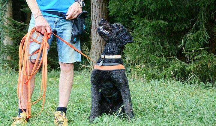 hundetrainer ueber den beruf atn hundetrainer reportage 2