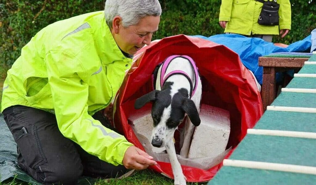 hundeverhaltensberaterin birgit goetz