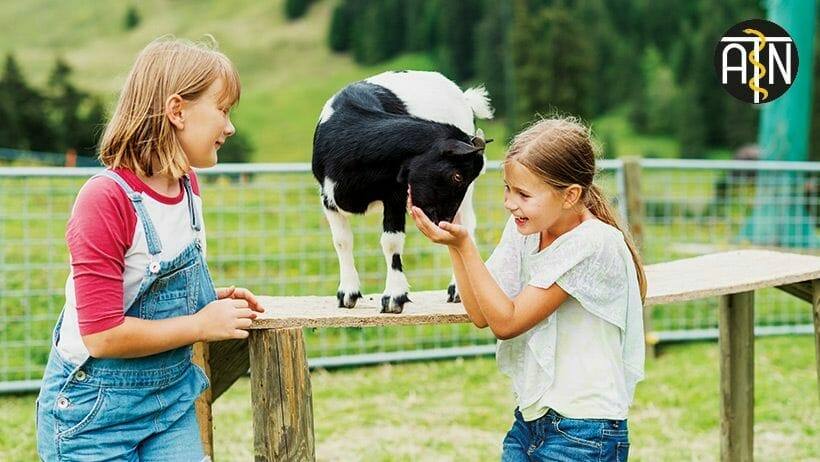 in der tiergestuetzten arbeit werden tiere gezielt im therapeutischen bereich eingesetzt