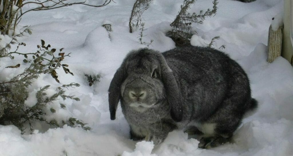 kaninchenhaltung im winter