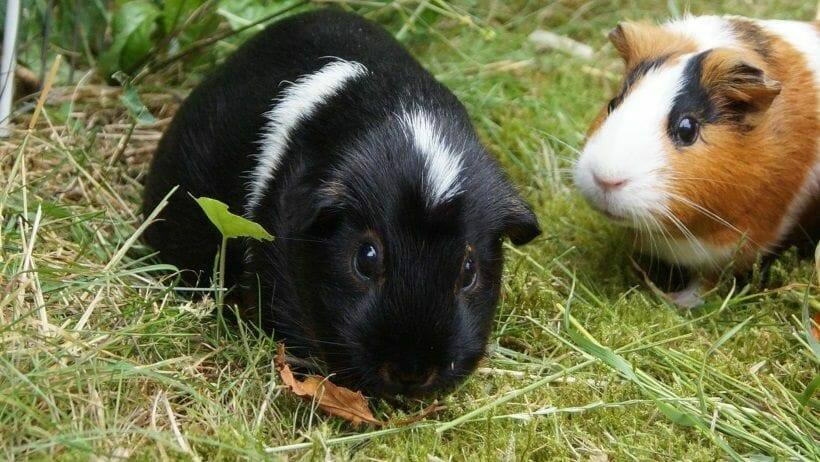 meerschweinchen und sommerhitze hitzschlag